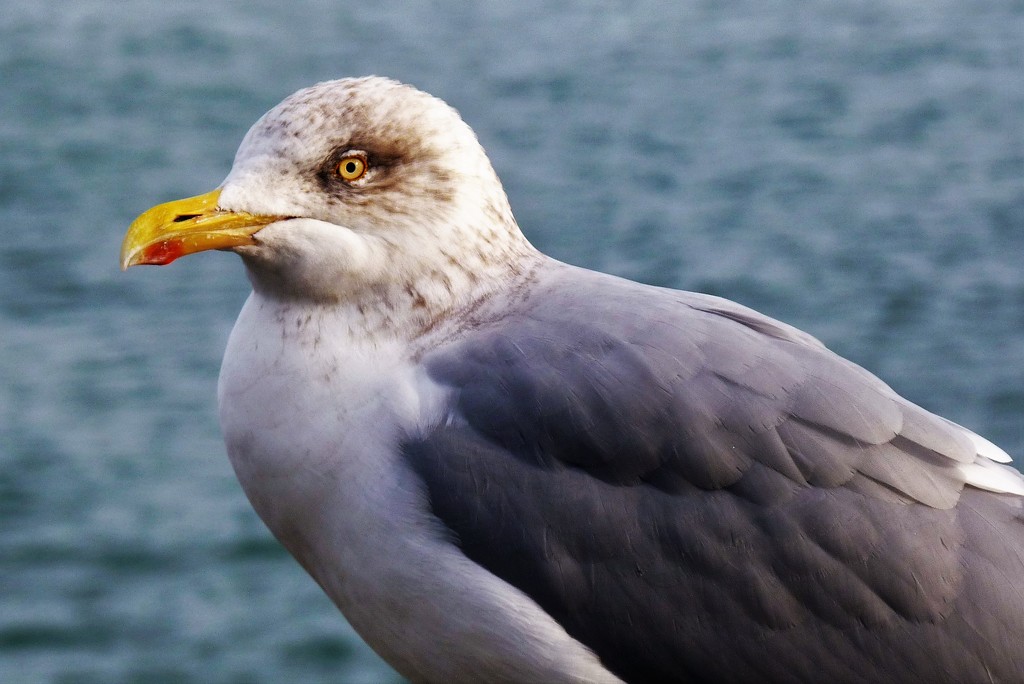 seagull by rubyshepherd