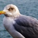 seagull by rubyshepherd