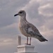 Another seagull by rubyshepherd
