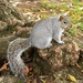 Squirrel with Nut by deborahsimmerman