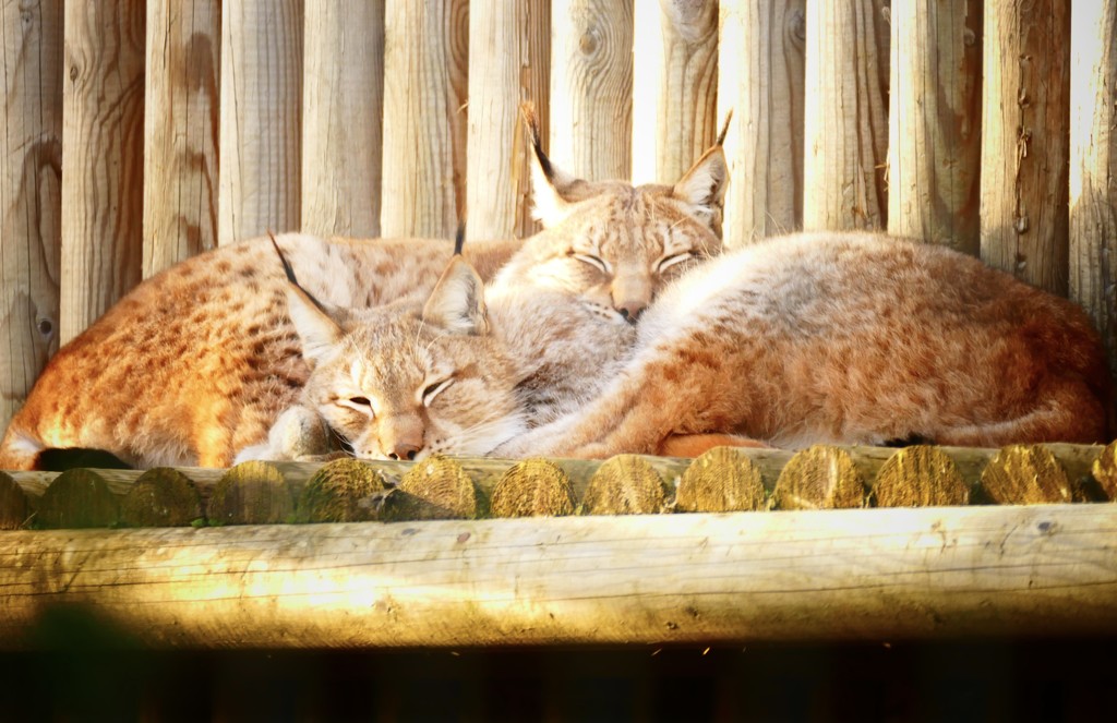 2 Lynx, basking in the late afternoon sun by carole_sandford