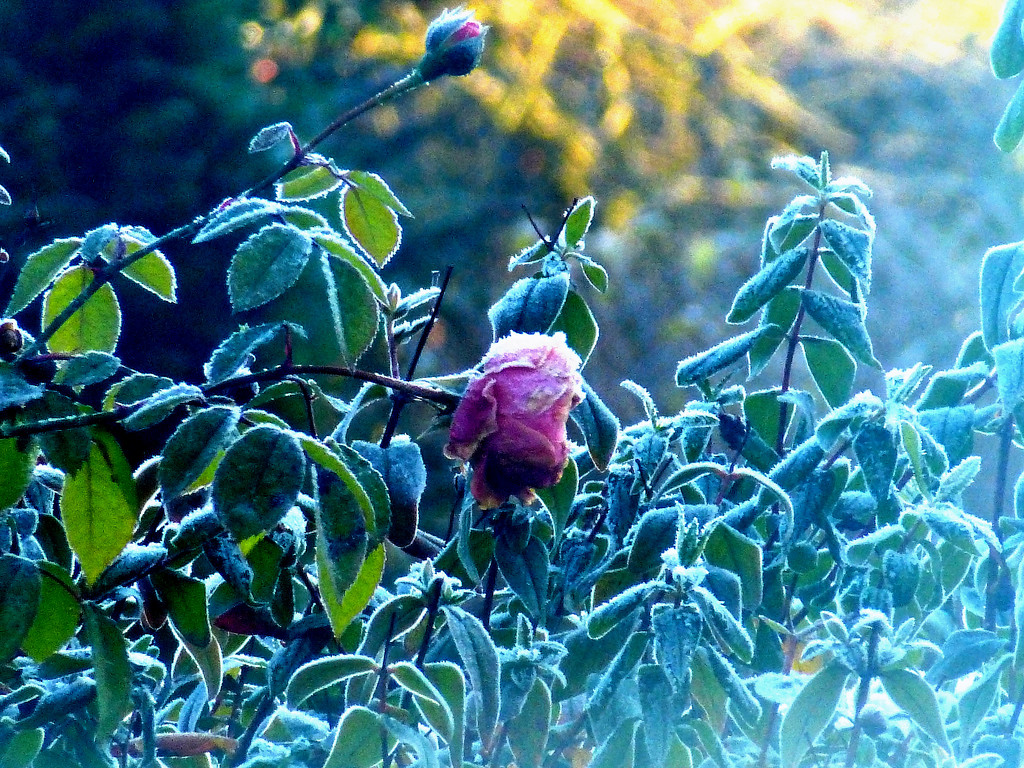 A frozen rose.... by snowy