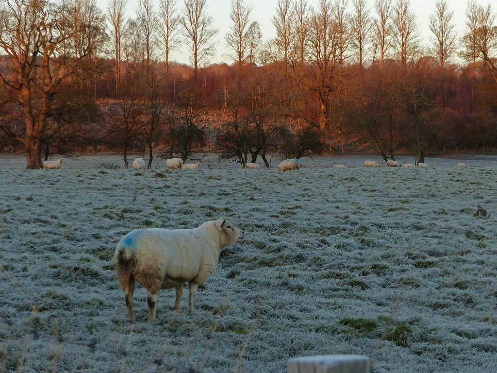 A cold frosty morning by shirleybankfarm