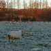 A cold frosty morning by shirleybankfarm