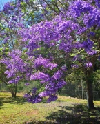 29th Nov 2016 - Jacaranda time