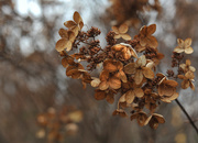 29th Nov 2016 - Autumn Hydrangea