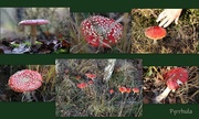 29th Nov 2016 - The toadstool of all toadstools