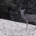 Hi My Deer by linnypinny