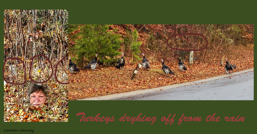 Turkeys by randystreat