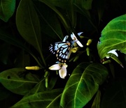 30th Nov 2016 - Gardenia & Butterfly ~
