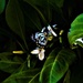 Gardenia & Butterfly ~ by happysnaps