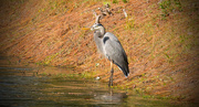 29th Nov 2016 - Blue Heron Taking a Break!