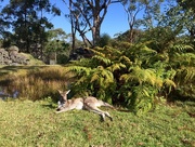 30th Nov 2016 - Joey from Waterfall Springs