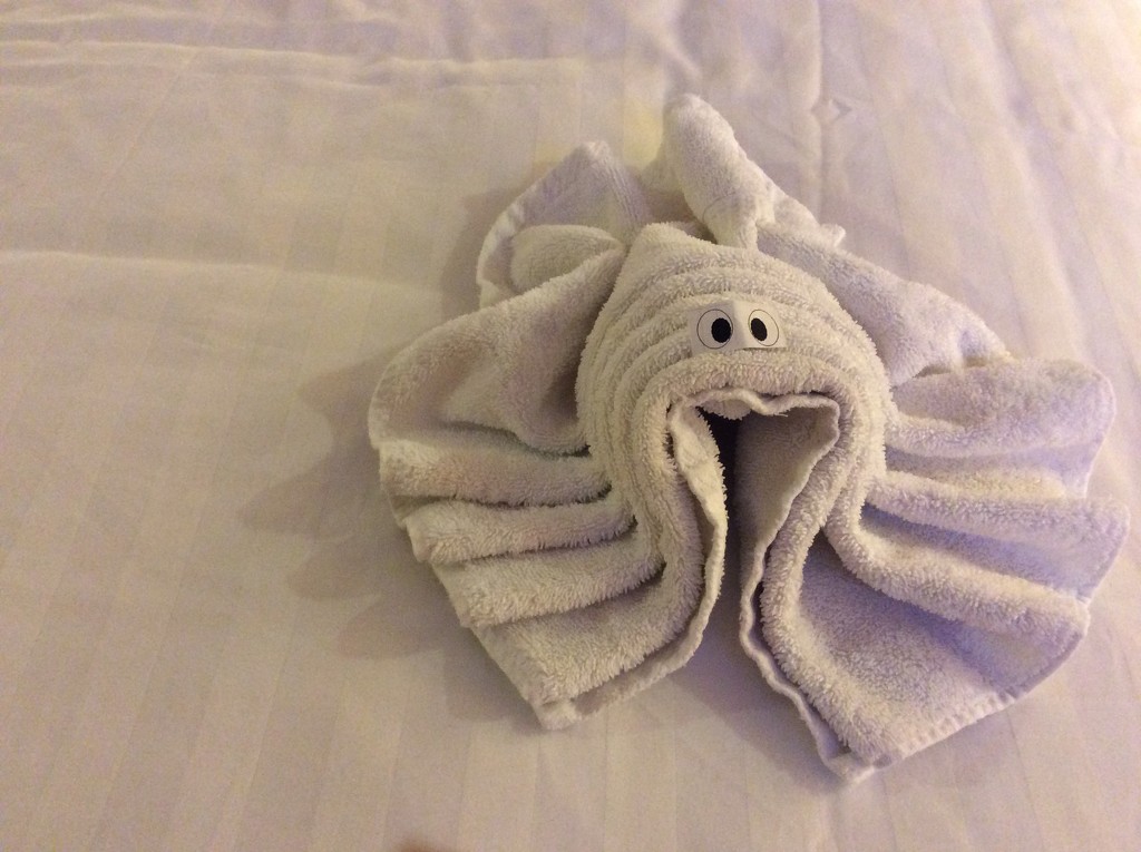 The ubiquitous towel animal... by gardencat