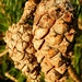 Pine Cones by fishers