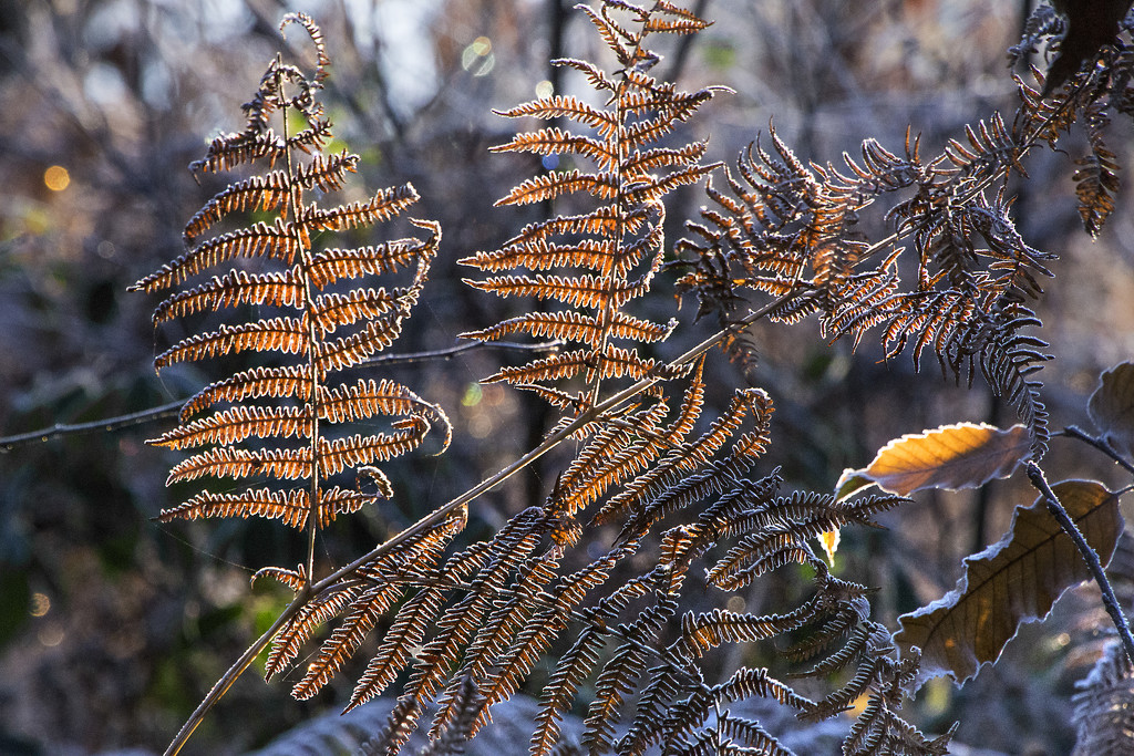 Sunlit Ferns by megpicatilly