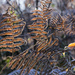 Sunlit Ferns by megpicatilly
