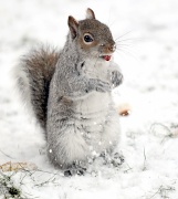 18th Dec 2010 - More snow, more squirrels. 