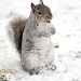 More snow, more squirrels.  by blightygal