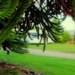 Behind the Monkey Puzzle by maggiemae