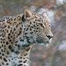 Leopard in the winter sun by leonbuys83