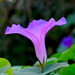 Morning glory by congaree