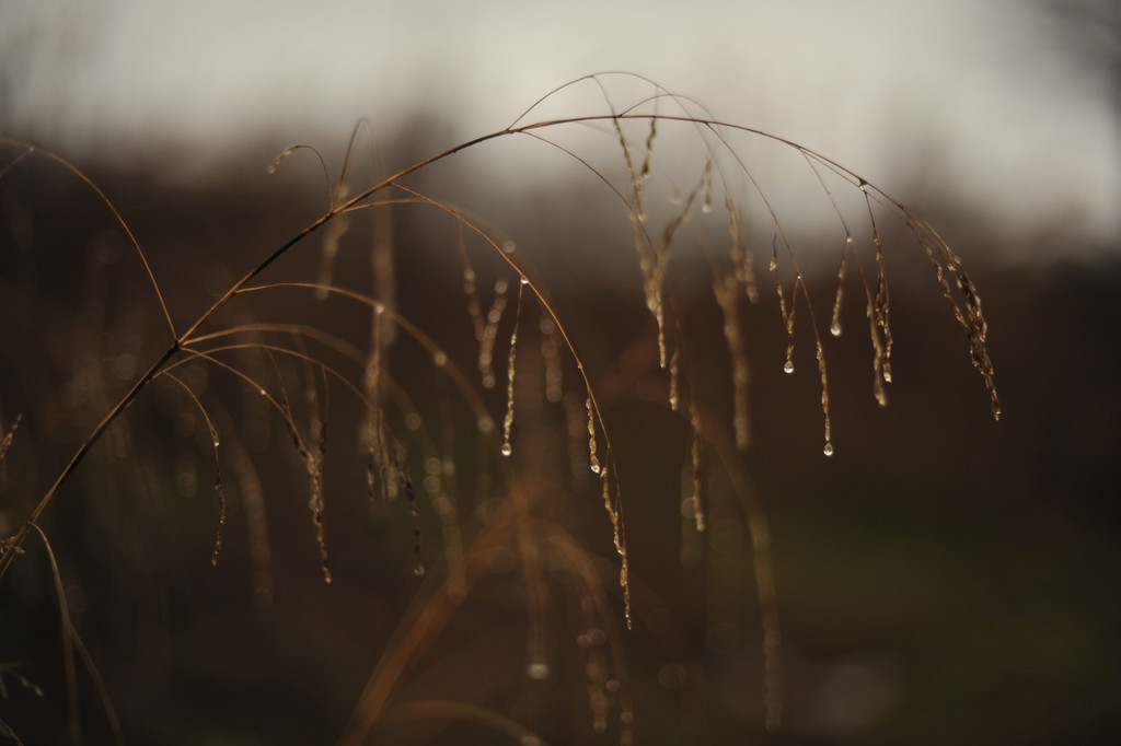 Autumn Rain by loweygrace