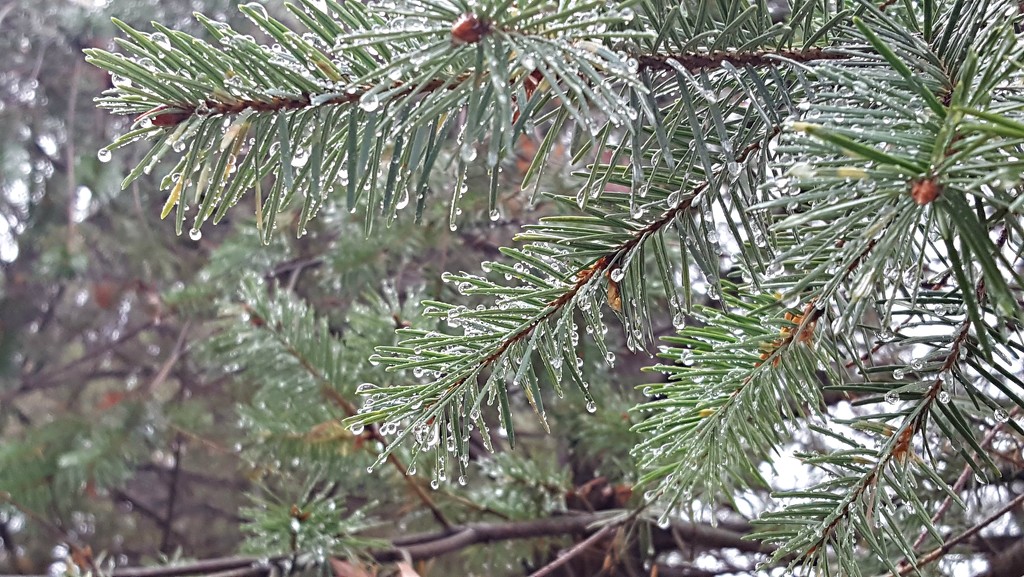 Rain On The Pine Trees  by jo38