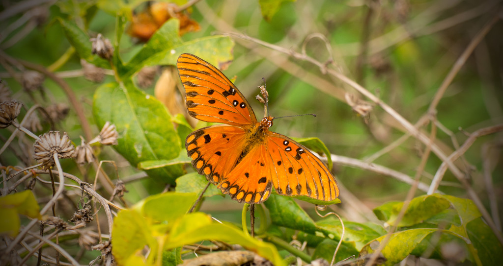 Late Gulf Fritillary Butterfly! by rickster549