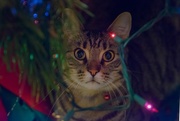 30th Nov 2016 - pawl by Christmas tree light