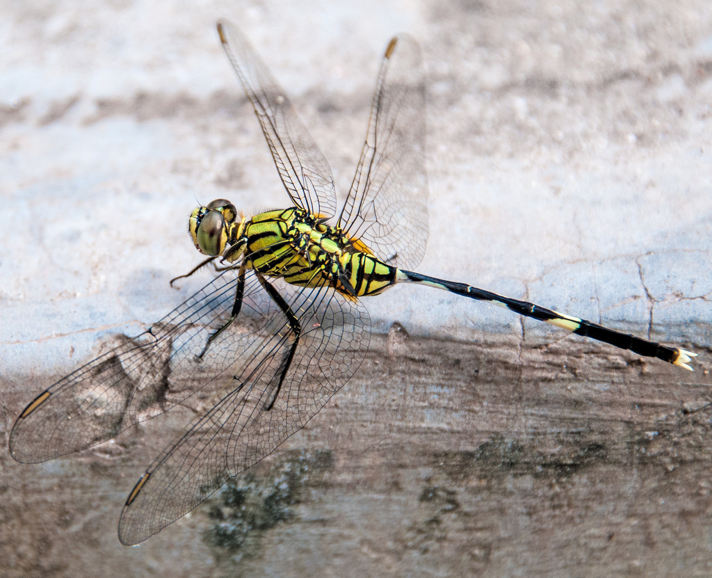 Dragonfly at Air Itam Dalam by ianjb21