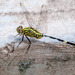 Dragonfly at Air Itam Dalam by ianjb21