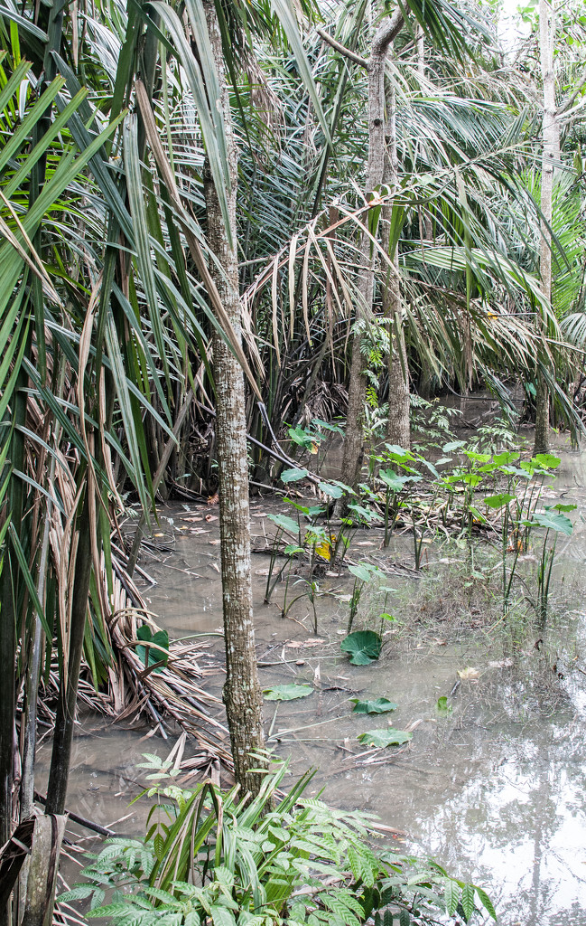 Murkey Mangrove Swamp by ianjb21