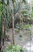 29th Nov 2016 - Murkey Mangrove Swamp
