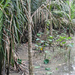 Murkey Mangrove Swamp by ianjb21