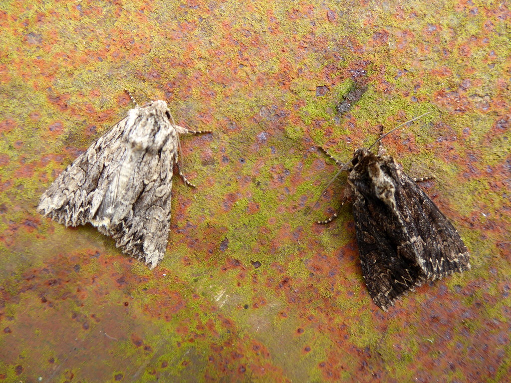 Autumn moths 21 Two arches Grey and Dark by steveandkerry