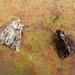 Autumn moths 21 Two arches Grey and Dark by steveandkerry