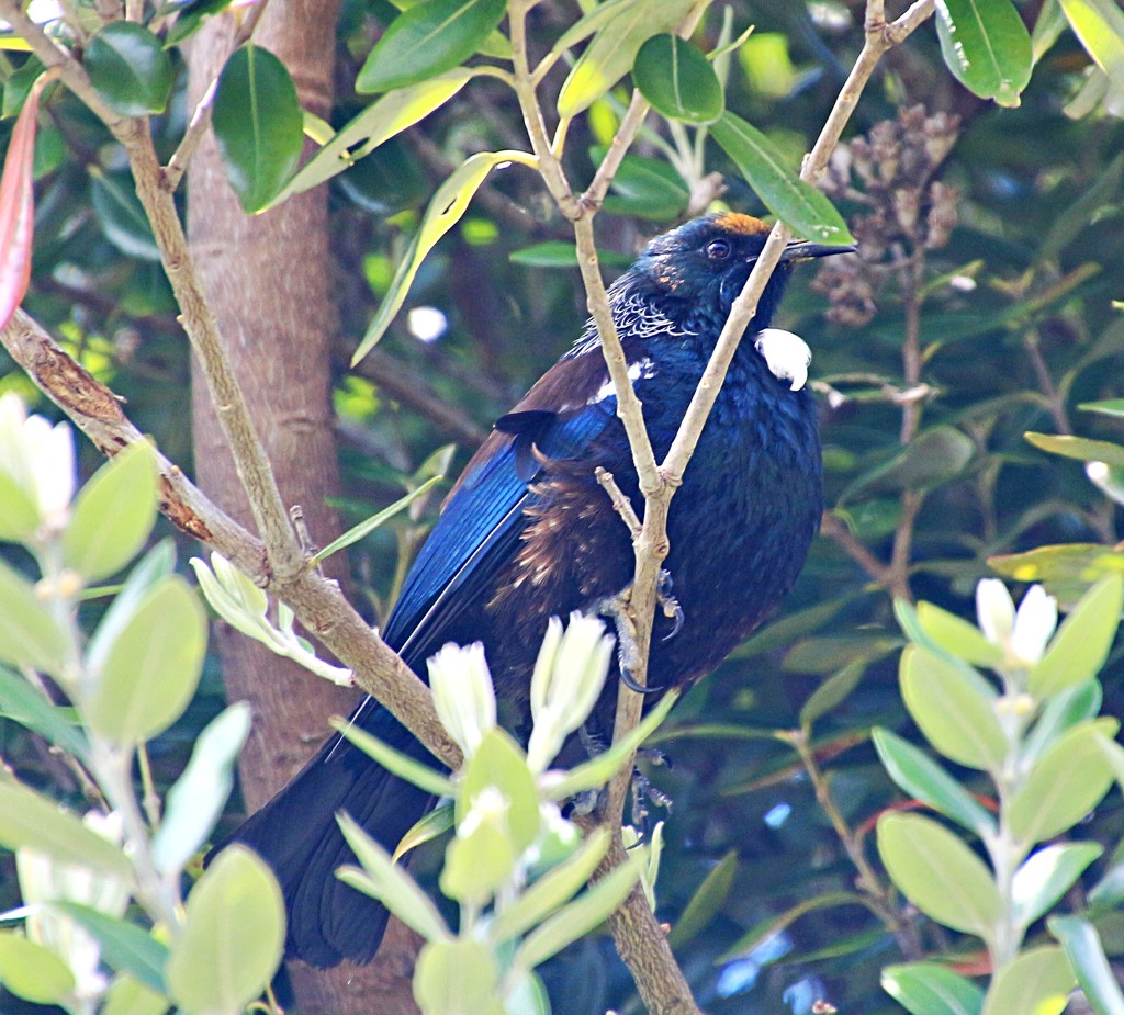 Tui in the treetop by kiwinanna