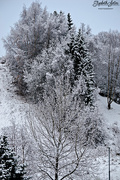1st Dec 2016 - Snow on the trees