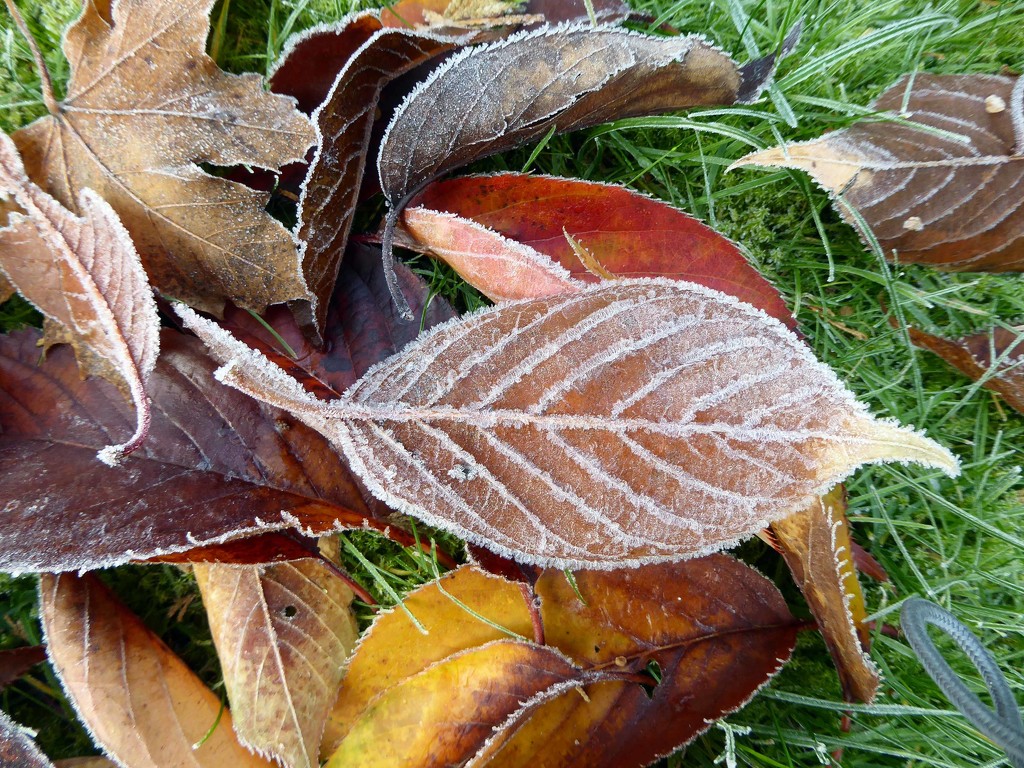 Frosted Leaves by cmp