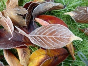 30th Nov 2016 - Frosted Leaves