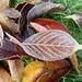 Frosted Leaves by cmp