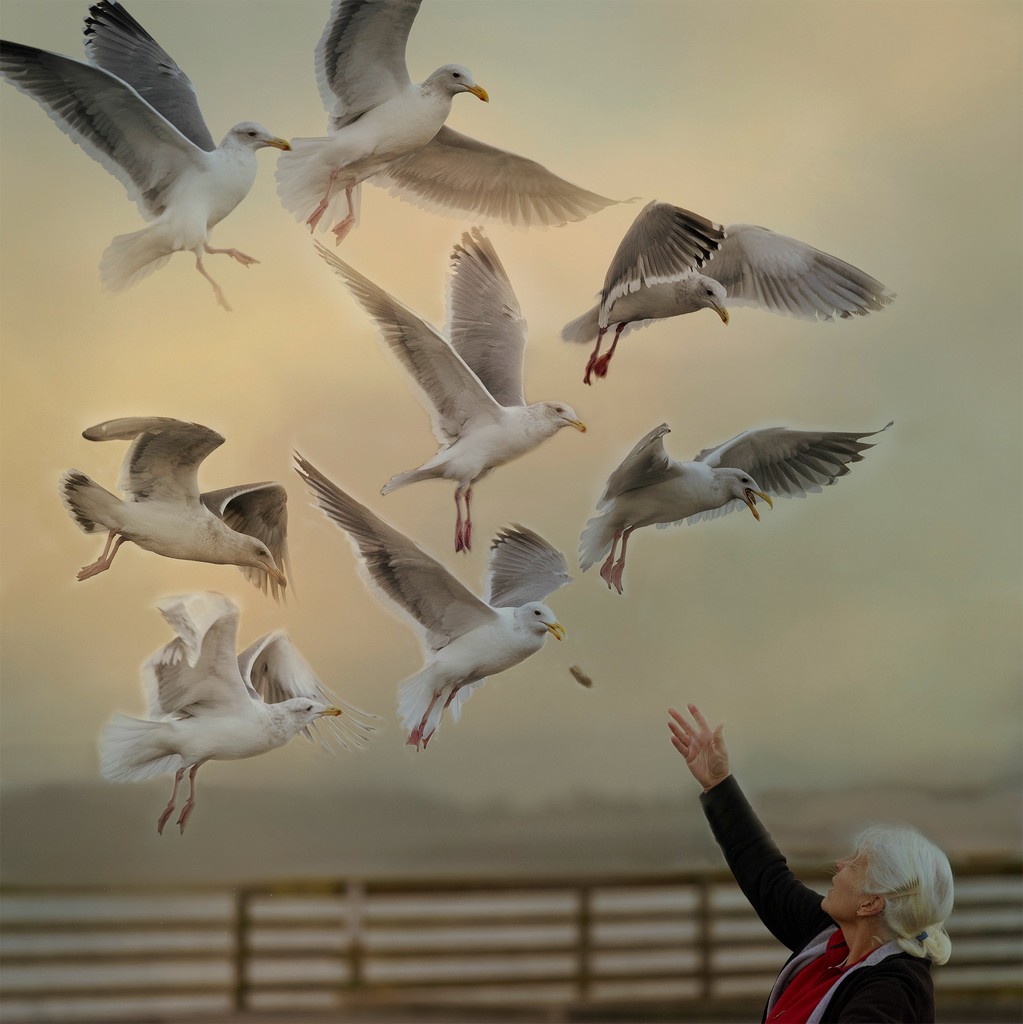 Seagull Whisperer by jgpittenger