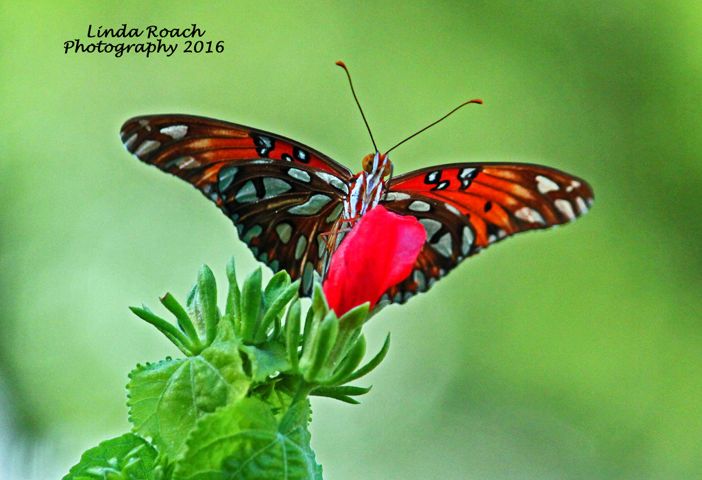 Butterfly on Flower by grannysue