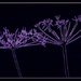 purple weeds by quietpurplehaze