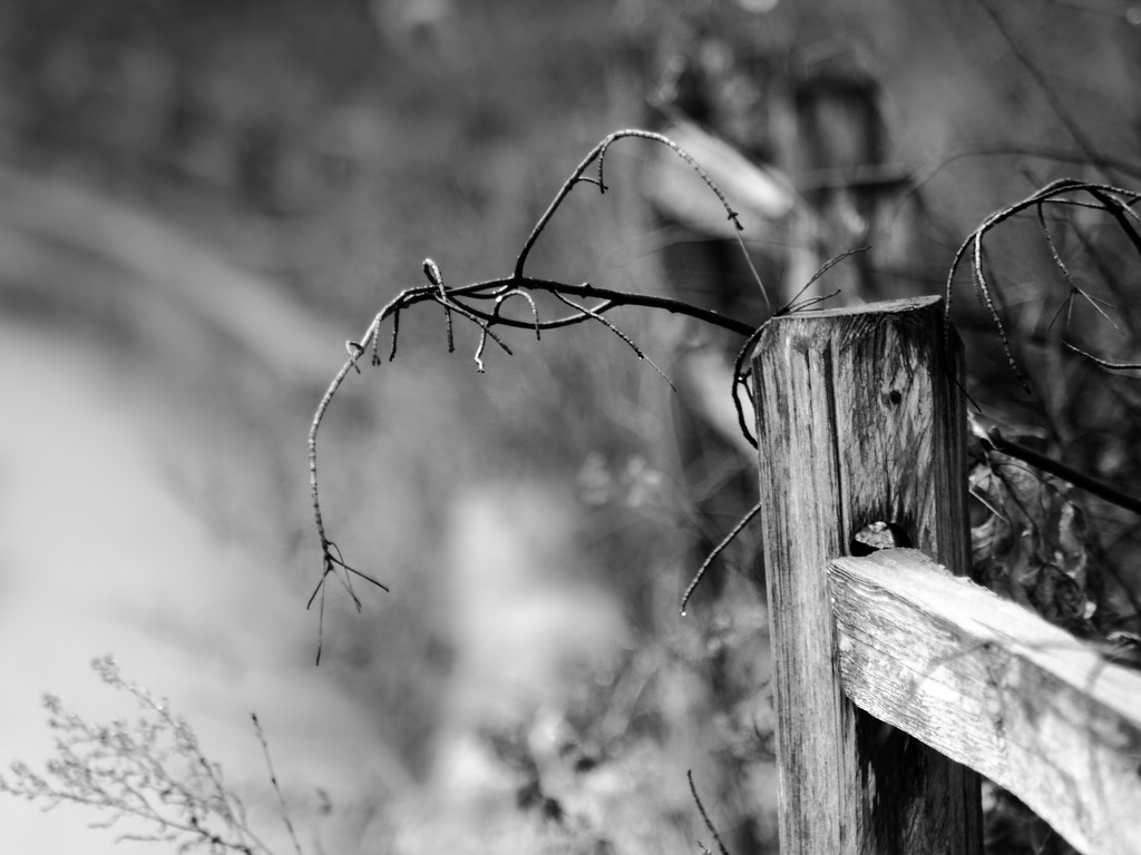 Fence by tosee