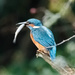 Big Catch Male Kingfisher by padlock