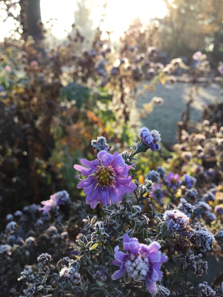 Frosty walk, frosty flowers.  by cocobella