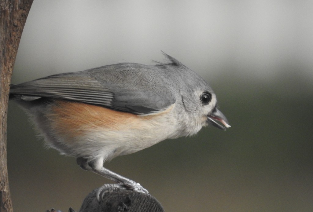Tufted titmouse tongue by amyk