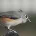 Tufted titmouse tongue by amyk